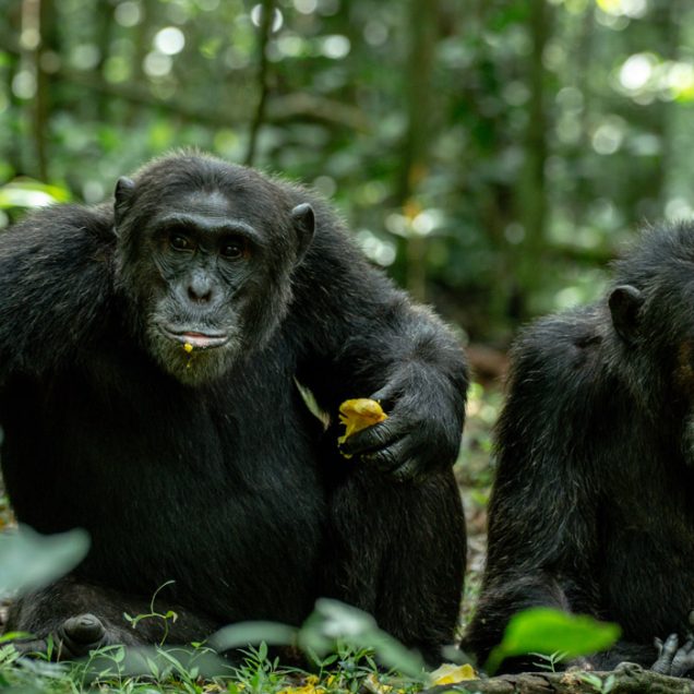 Kibale National Park – The Primate Capital of the World