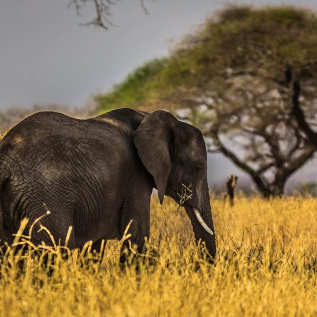 Queen Elizabeth National park